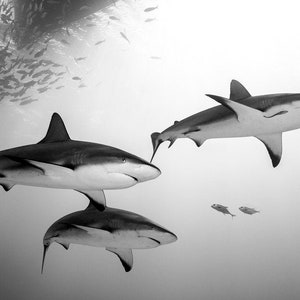 Black and White Photo Print of a Group of Sharks Swimming Under a Boat.