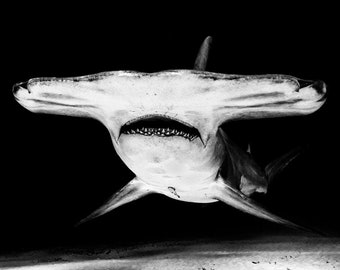 Close Up Photo Print of a Great Hammerhead Shark in Black and White.