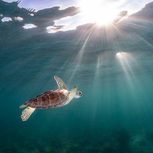 Photo Print of a Green Sea Turtle Swimming as the Sun Pierces the Water. Artistic Underwater Photography.