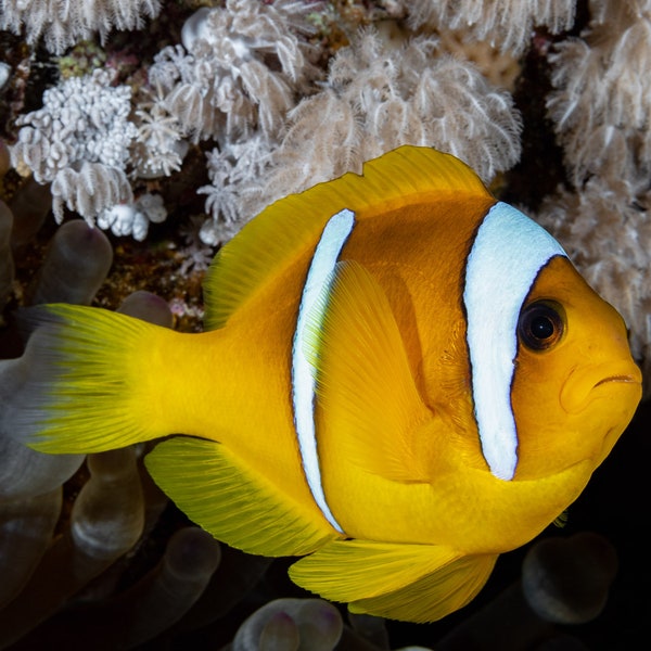 Photo Print of an Anemonefish Surrounded by Coral Reef. Printed on Premium Lustre Photo Paper.