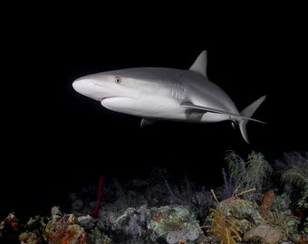 Photograph of a Caribbean Reef Shark Swimming over a Coral Reef at Nighttime.