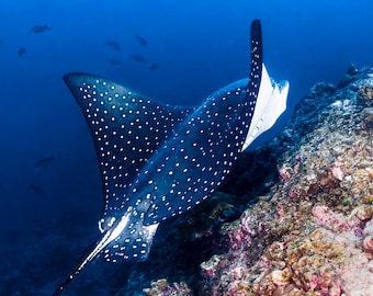 Spotted Eagle Ray Underwater Photo Print