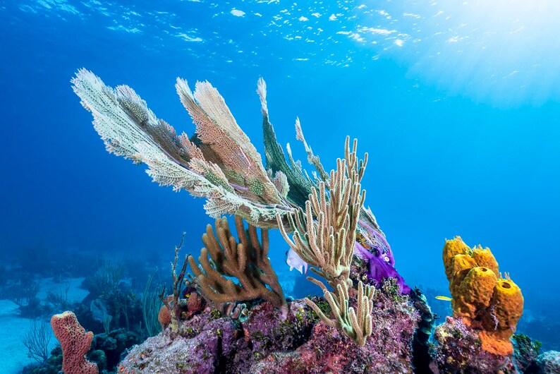 Fine Art Photo Print of a Sea Fan Coral and Blue Water. Colorful