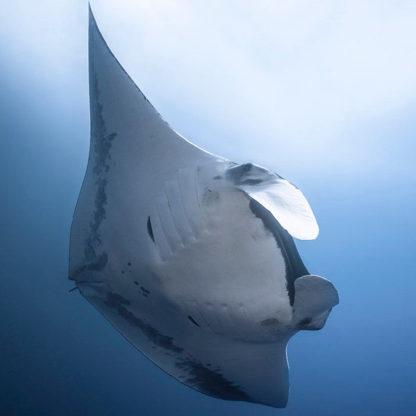 Photo Print of a Manta Ray Gracefully Swimming in Blue Water