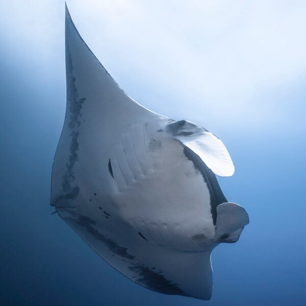 Manta Ray Print - Etsy
