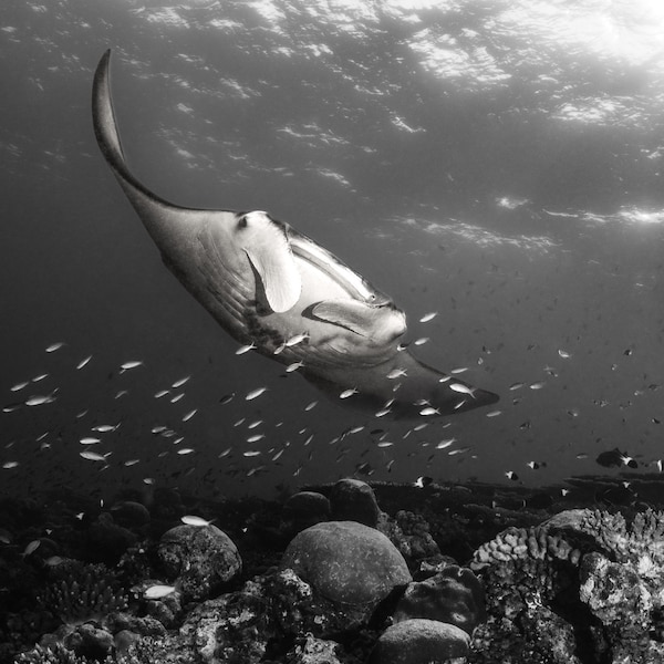 Manta Ray Underwater Scene Photo Print in Black and White.  Underwater Photography from the Maldives.