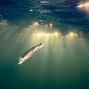 Photo Print of a Sea Turtle Swimming in the Late Afternoon as the Sun's Rays Pour into the Ocean.  Various Sizes Available.