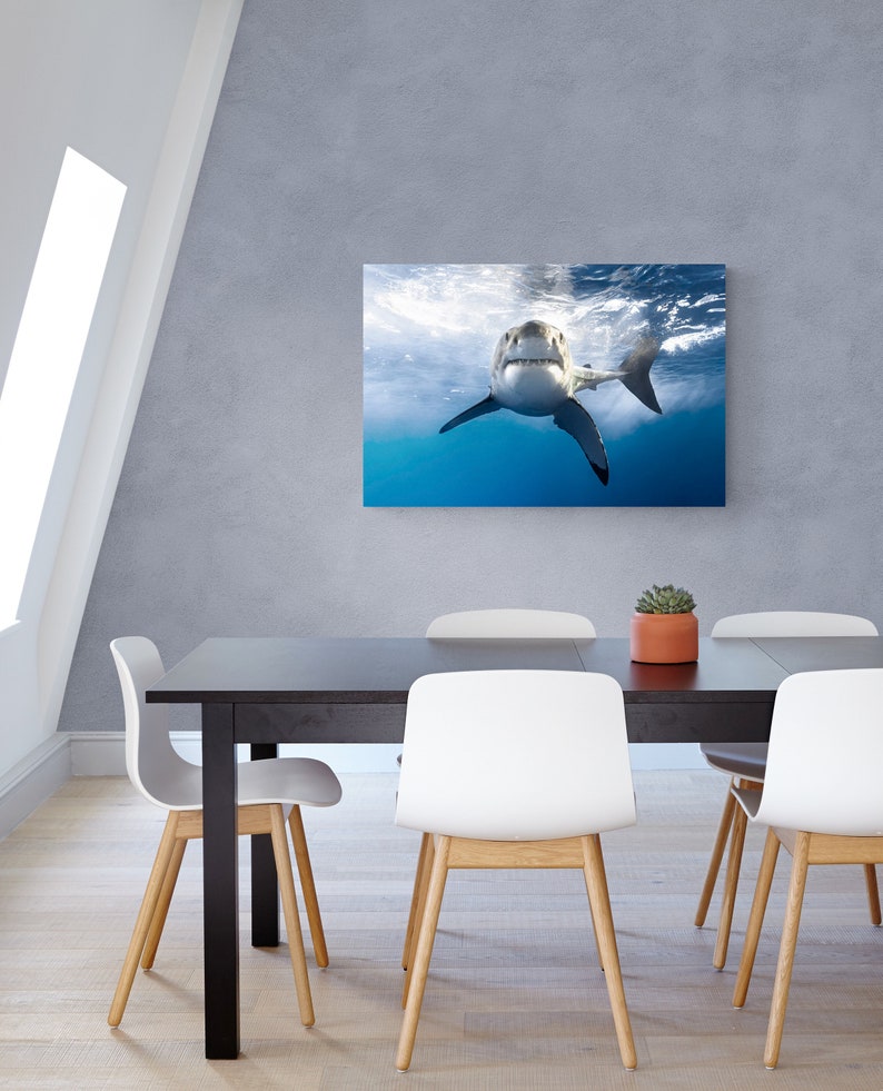 Canvas Wrap Art of a Great White Shark Grinning image 3