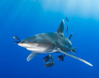 Shark Photo Print on Premium Photo Paper, taken in Blue Ocean.