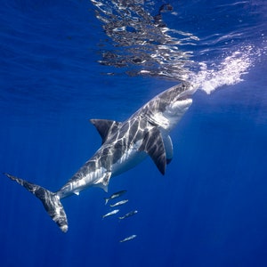 Photo Print of a Great White Shark in Brilliant Blue Ocean.  Square Dimensions