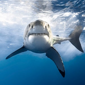 Canvas Wrap Art of a Great White Shark Grinning image 2