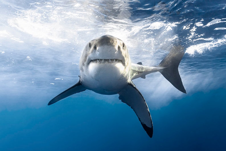 Canvas Wrap Art of a Great White Shark Grinning image 2