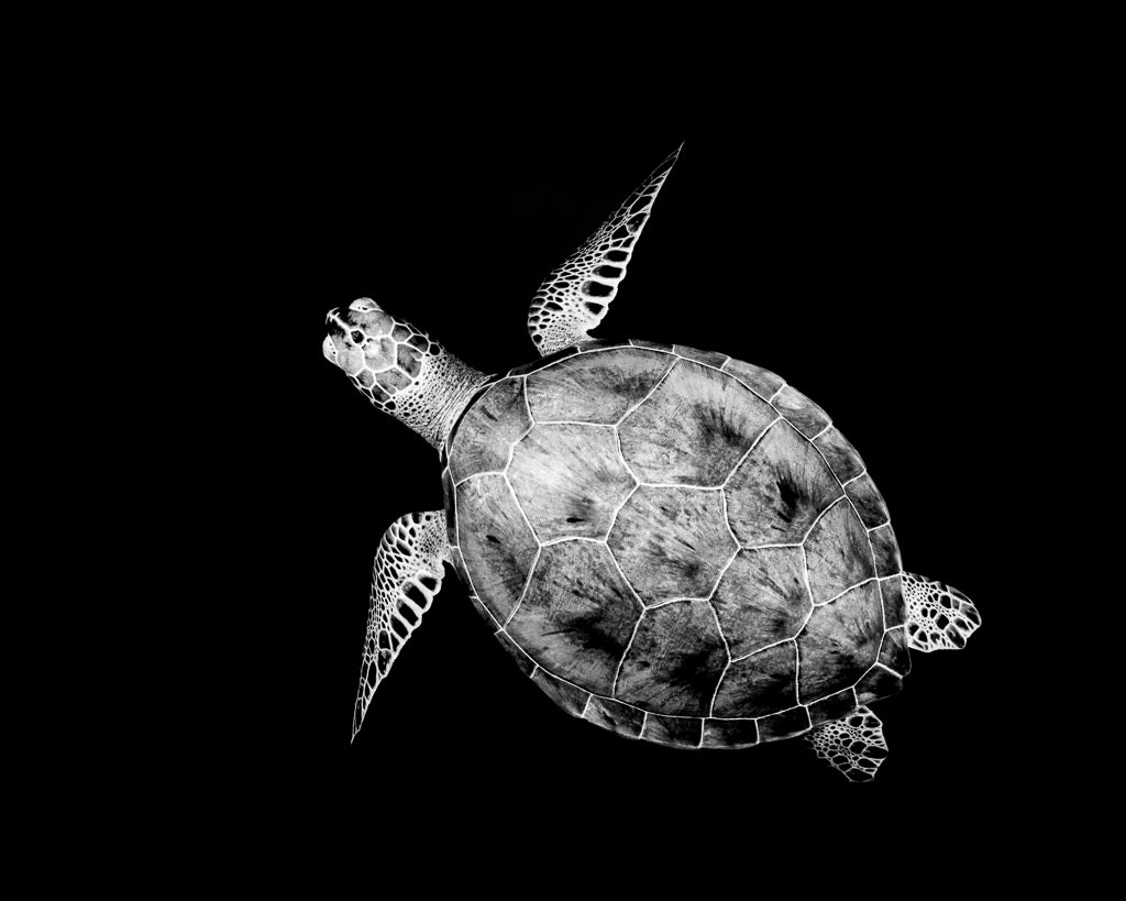 Black and White Print of a Sea Turtle and Its Patterned Shell. Artistic