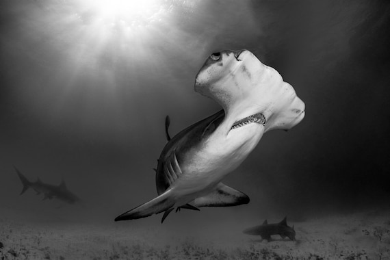 Black and White Hammerhead Shark Photo Print Called tickle My Chin 