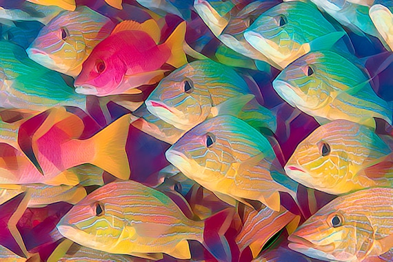 Artistic Photo Print of a School of Fish. Printed on Premium Photo Paper.  Animated Underwater Photography. -  Canada