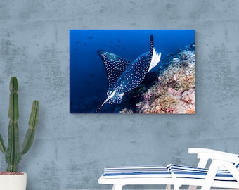 Spotted Eagle Ray Wall Art Print on Canvas.  Premium Underwater Photography.  No Frame Required.  Ready to Hang.