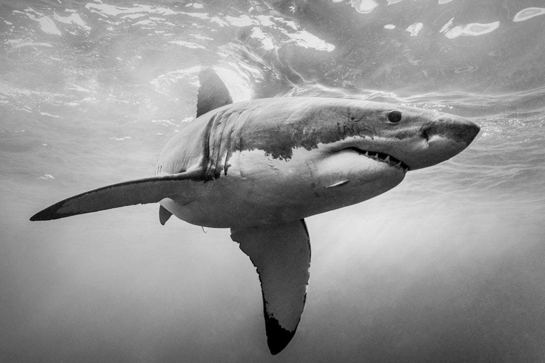 Shark Pictures Black And White