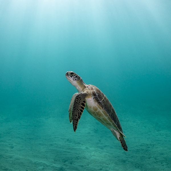 Fine Art Photo Print of a Sea Turtle Swimming in Bright Sun Rays.  Panoramic Dimensions.  Underwater Photograph.