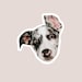 Custom Pet Sticker or Magnet /Custom Dog Stickers/Custom Cat Stickers/ Waterproof Vinyl Stickers/ Laptop Sticker/ Hydroflask Sticker 
