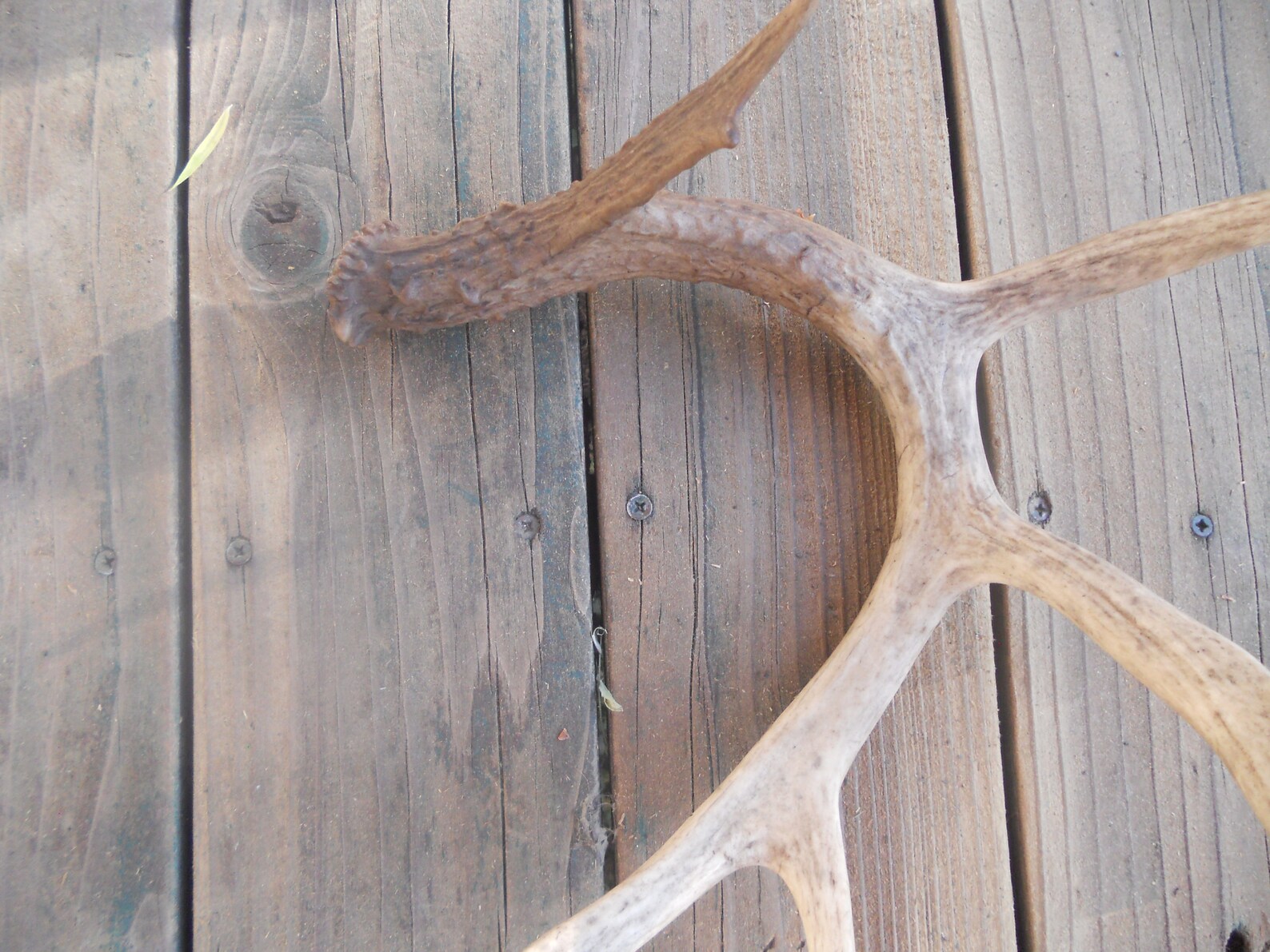 Buck Deer 3 Point Horn With 3 Eye Guard Antler Good Etsy