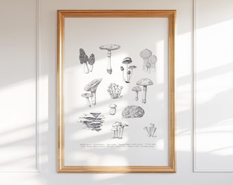 Western Mushrooms, Colorado Wild Collection, 8x10, 13x19,  Pen and Ink Drawing