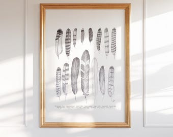 Birds of Prey Feather Print: Colorado Wild Collection, Pen & Ink Art