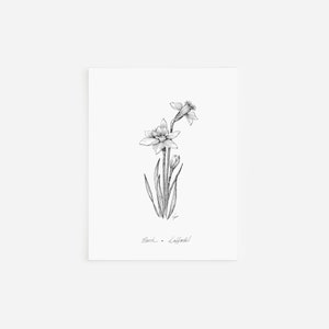 Cartes de correspondance jonquilles de mars, collection de fleurs pour le mois de naissance, dessin à la plume et encre, oeuvres d'art en noir et blanc, oeuvres d'art florales dessinées à la main, ensemble de papeterie