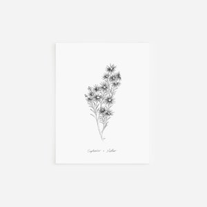 Cartes de correspondance Aster de septembre, collection de fleurs pour le mois de naissance, dessin à la plume et à l'encre