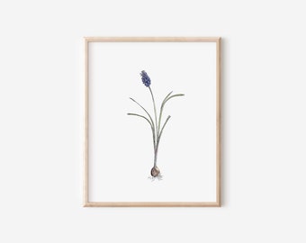 Grape Hyacinth Print, 5x7, 8x10, Pen and Ink Flower Drawing, Black and White Botanic Illustration, Hand Drawn Floral Decoration, Spring Art