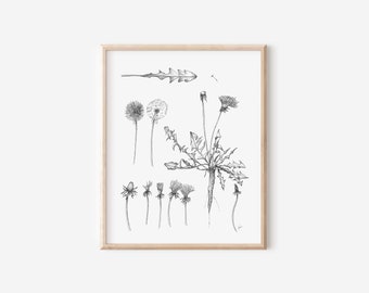 Dandelions Print, 8x10, Pen and Ink Drawing, Pen and Ink Drawing, Black and White, Hand drawn Decor, Floral Wall Art, Botanic Illustration