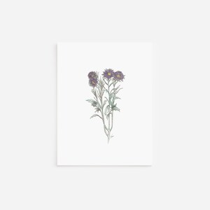Cartes de correspondance, cartes vierges et enveloppes violettes double aster