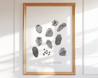 Conifer Cones Ink Drawing: Colorado Wild Collection, Natural Art