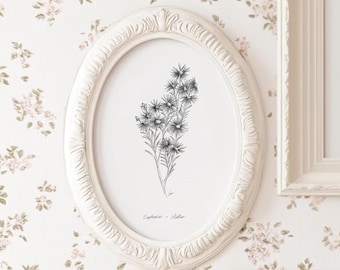 September Aster Print, Birth Month Flower Collection, 5x7, 8x10, Pen and Ink Drawing
