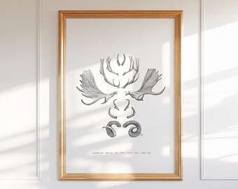 Horns & Antlers, Colorado Wild Collection, 8x10, 13x19, Pen and Ink Drawing, Black and White Illustration, Hand drawn Decor, Floral Wall Art