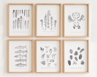 Colorado Wildlife Art Print Set: Pen & Ink Illustration, Archival Paper