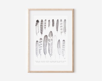 Birds of Prey Feathers, Colorado Wild Collection, 8x10, 13x19, Pen and Ink Drawing, Black and White, Hand drawn Decor, Customizable Wall Art