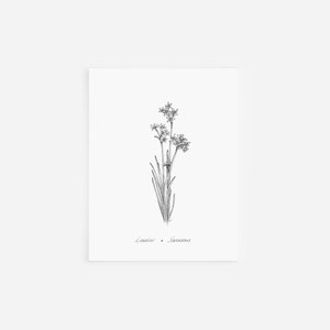 Tarjetas de notas de narcisos de diciembre, colección de flores del mes de nacimiento, dibujo a pluma y tinta, obra de arte en blanco y negro, papelería floral dibujada a mano