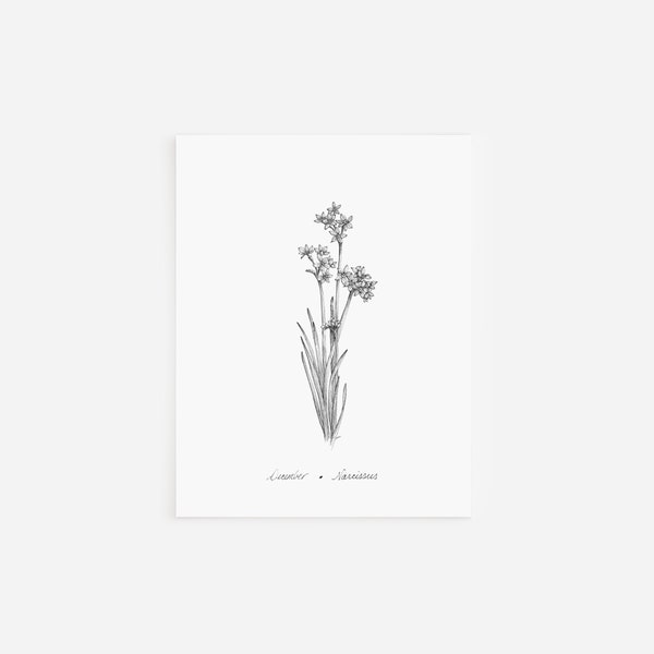 December Narcissus Notecards, Birth Month Flower Collection, Pen and Ink Drawing, Black and White Artwork, Hand Drawn Floral Stationary