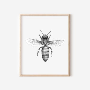 Impressão de abelha, 5x7, 8x10, desenho a caneta e tinta, ilustração em preto e branco, arte de parede de inseto desenhada à mão, decoração de apicultura, desenho de abelha