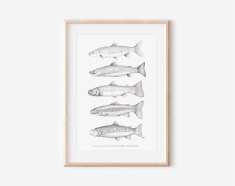 Colorado Trout Print, Colorado Wild Collection, 8x10, 13x19, Pen and Ink Drawing, Black and White, Hand drawn Decor, Angler Wall Hanging