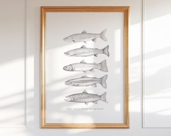 Colorado Trout Print: Pen and Ink Drawing, Angler Wall Art