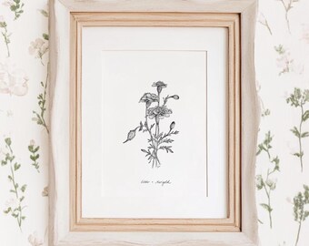 October Marigold Print, 5x7, 8x10, Birth Month Flower Collection, Pen and Ink Drawing