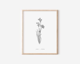 December Narcissus Prints, Birth Month Flower Collection, 5x7, 8x10, Pen and Ink Drawing, Black and White, Hand drawn Decor, Floral Wall Art