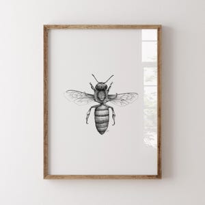 Stampa d'api: disegno a penna e inchiostro, arte di insetti in bianco e nero