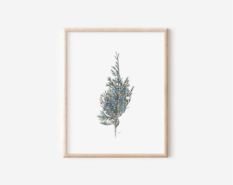 Juniper Print, 5x7, 8x10, Pen and Ink Fine Line Drawing, Hand drawn Evergreen Decoration, Botanic Nature Illustration, Forest Plant Artwork