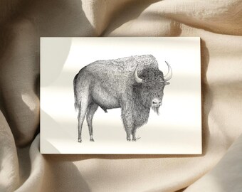Bison Notecards: Hand Drawn Buffalo Art - Western Colorado