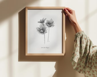 American Pasque Flower Print: South Dakota Wildflower, Pen & Ink Art