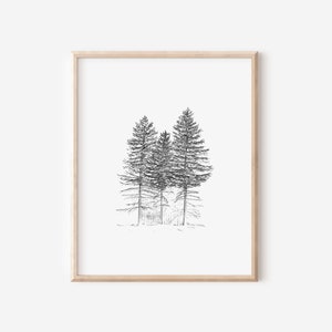 Noble Firs Print, 8x10, Pen and Ink Drawing