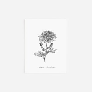 Cartes de correspondance chrysanthèmes de novembre, dessin à la plume et encre, collection de fleurs pour le mois de naissance