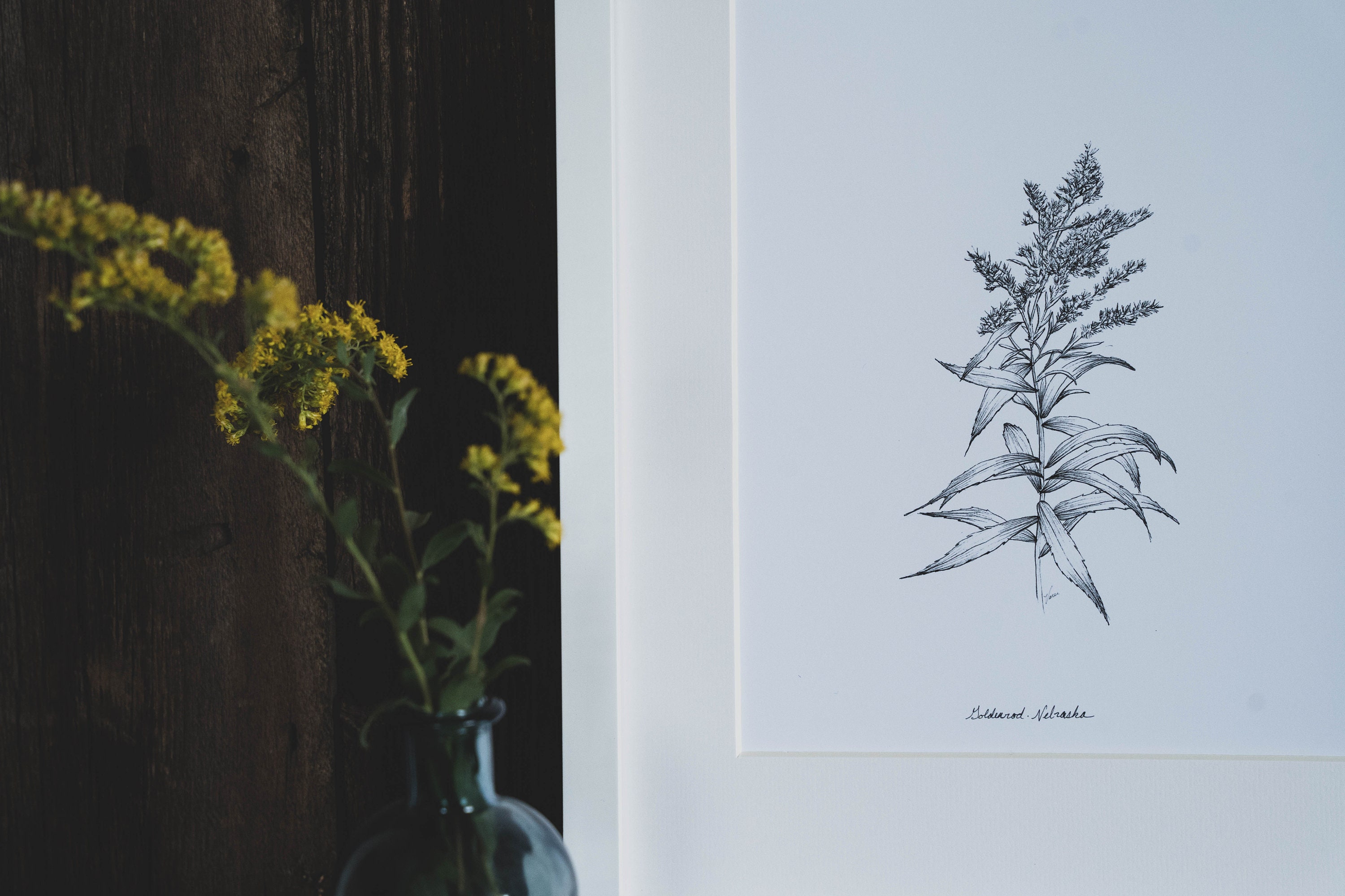Nebraska Goldenrod Print State Flower Series 5x7 8x10 | Etsy